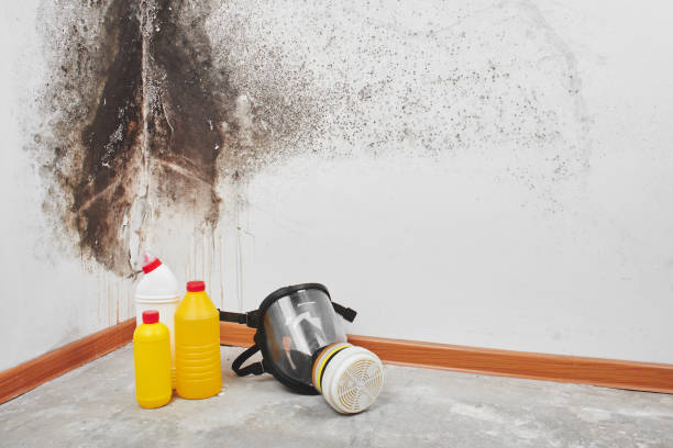 Best Attic Mold Removal  in Powell, AL