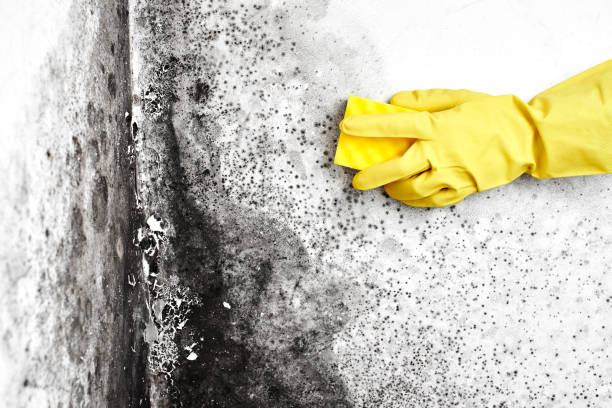 Best Residential Mold Removal  in Powell, AL