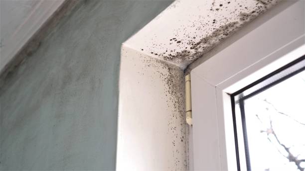 Mold Testing and Removal in Powell, AL