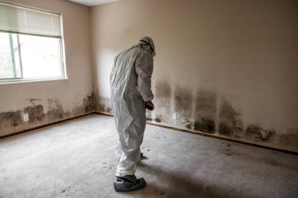 Professional Mold Removal in Powell, AL