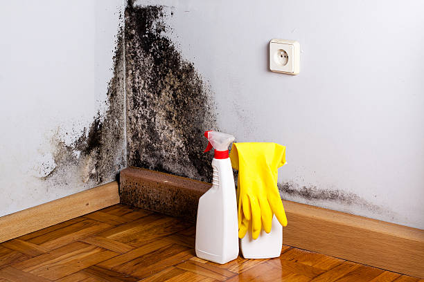 Best Crawl Space Mold Removal  in Powell, AL