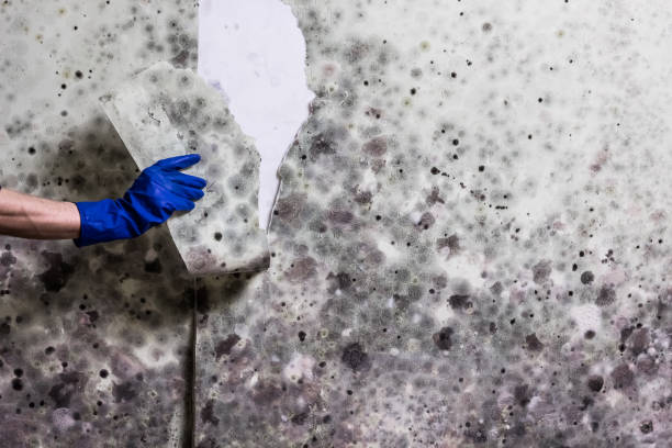 Best Mold Testing  in Powell, AL