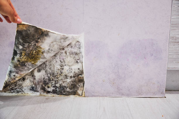 Best Mold Damage Repair  in Powell, AL